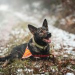 Pet Tracking Gadgets Keeping Animals Safe In Cities