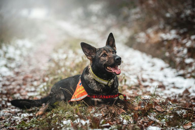 Pet Tracking Gadgets Keeping Animals Safe In Cities