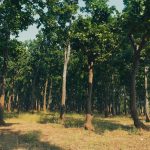 Eco-Friendly Outdoor Gadgets Powered Entirely by the Sun