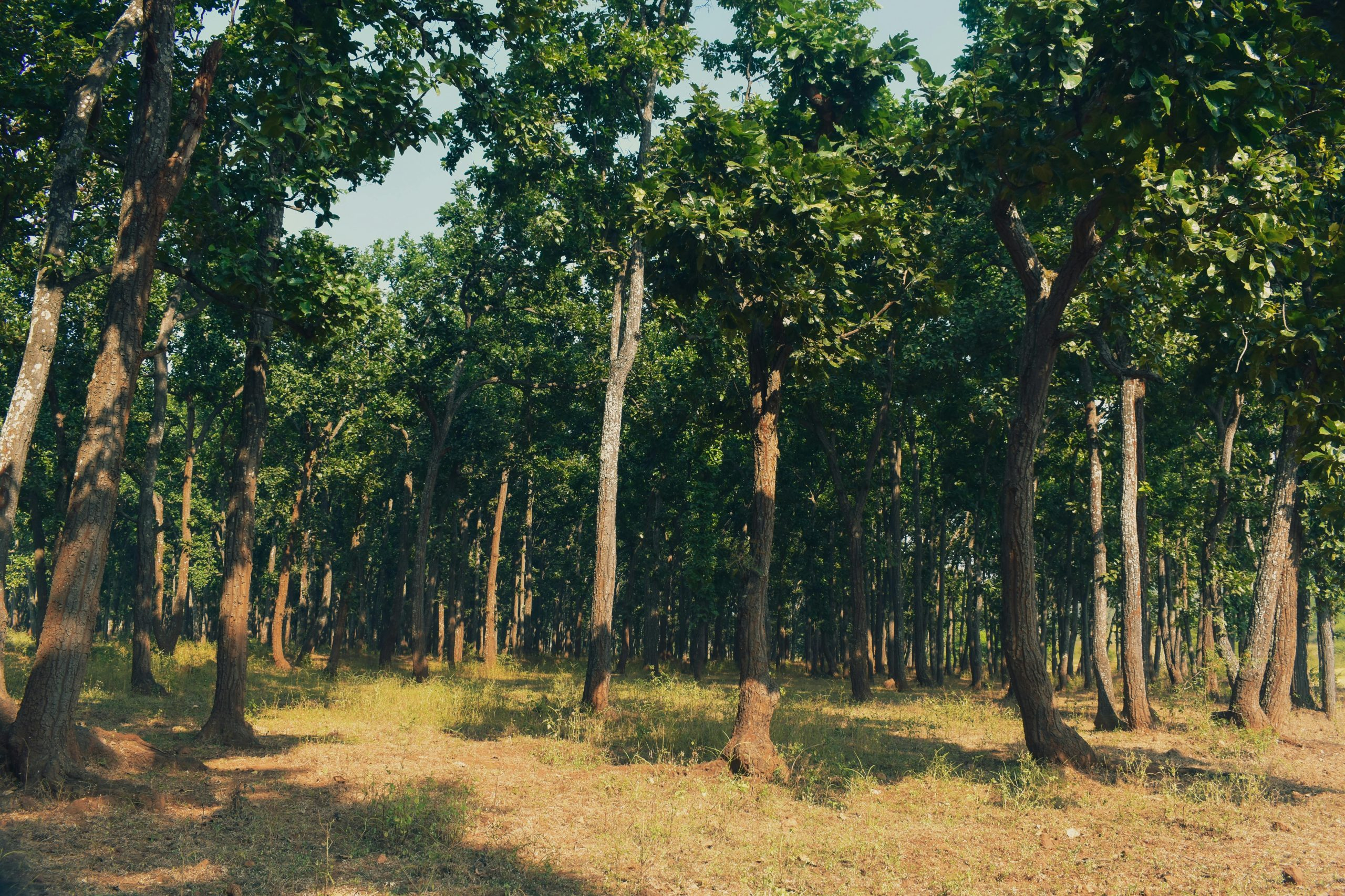 Eco-Friendly Outdoor Gadgets Powered Entirely by the Sun