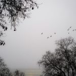 Seasonal Wildlife Viewing Trips Planned Around Flight Access