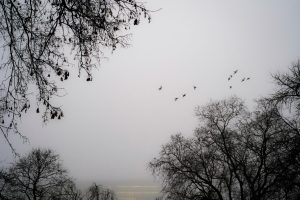 Seasonal Wildlife Viewing Trips Planned Around Flight Access
