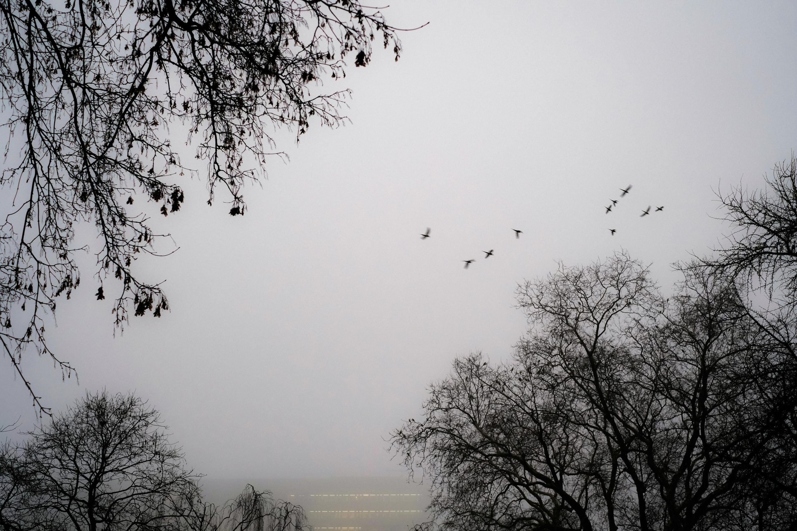 Seasonal Wildlife Viewing Trips Planned Around Flight Access