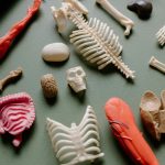 Why Educators Should Prioritize Lifelong Learning Models