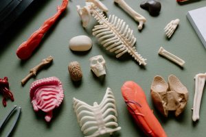 Why Educators Should Prioritize Lifelong Learning Models