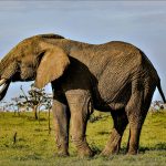 Exploring Wildlife Reserves Through Ethical Safari Tourism