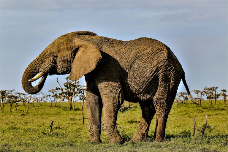 Exploring Wildlife Reserves Through Ethical Safari Tourism