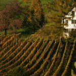 Exploring Famous Wine Regions Through Luxury Travel Vacations