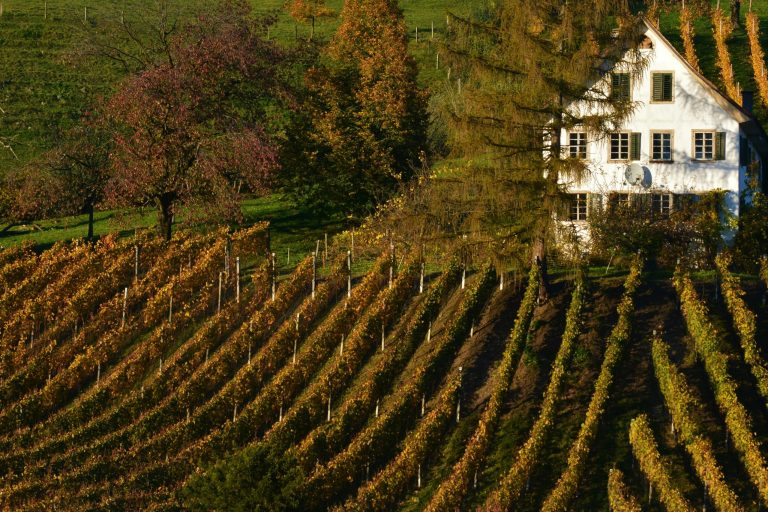 Exploring Famous Wine Regions Through Luxury Travel Vacations
